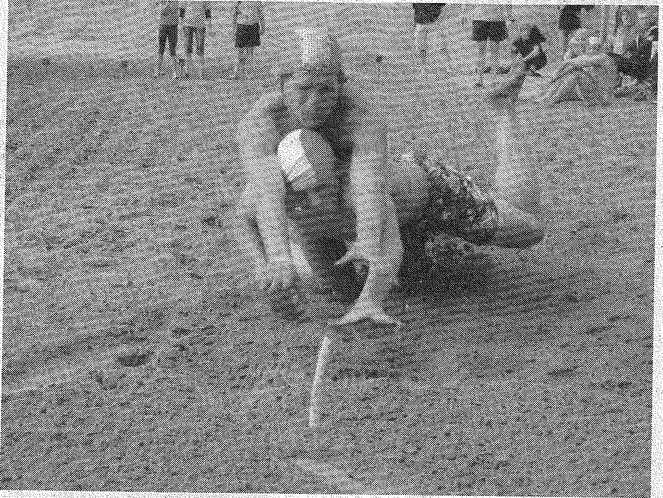 Limburgse sporters succesvol tijdens Lifesaving Limburgse sporters succesvol tijdens Lifesaving