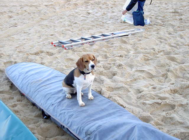 "Weet je hoe koud dat zand aan m'n pootjes is?!"
